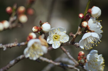 日本の春の花　梅の花