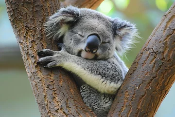 Foto op Canvas a koala bear is sleeping in a tree © illustrativeinfinity