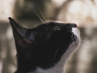 gato negro con blanco de perfil viendo un pájaro