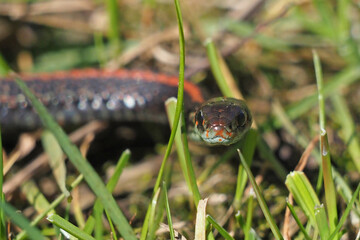 Portrait of a Northwestern Garter Snake