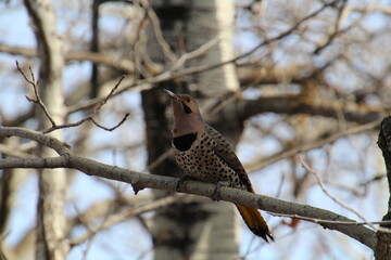 Flicker On The Branch, Pylypow Wetlands, Edmonton, Alberta
