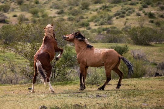 Southwest USA wild horse stallions fighting in the Salt River wild horse management area near Scottsdale Arizona United States