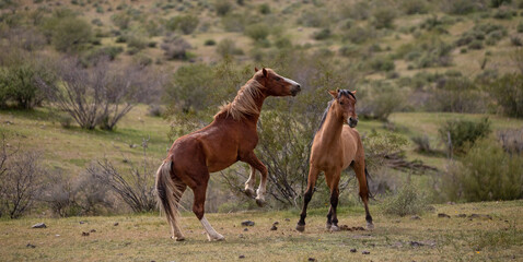 Wild stallions rearing up to fight in the Salt River wild horse management area near Mesa Arizona...