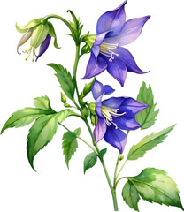 Fototapeta na wymiar Watercolor painting of Creeping bellflower flower..