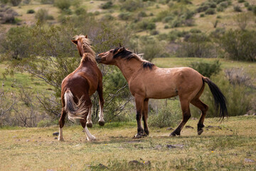 Obraz na płótnie Canvas Wild horse stallions battling in the Salt River wild horse management area near Mesa Arizona United States