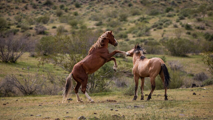 Wild stallions striking while fighting in the Salt River area near Phoenix Arizona United States