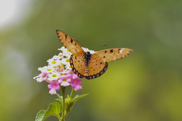 butterfly on flower