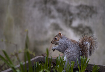 Side view of A cute Eastern Gray Squirrel (Sciurus carolinensis) is standing on its hind legs in...