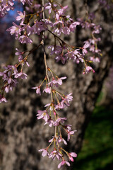 Cherry blossom, Sakura 