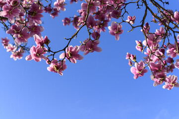 Cherry blossom, Sakura 