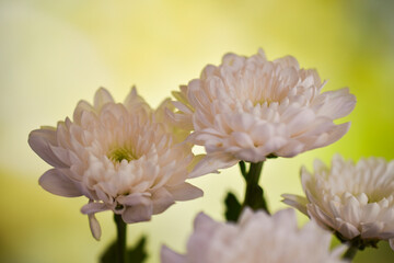 White Chrysanthemum flowers