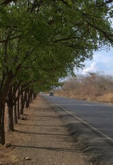 Arboles resistiendo el verano,esperando las lluviias de mayo.
