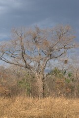 Arboles resistiendo el verano,esperando las lluviias de mayo.