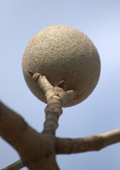 Caruto,uno de los frutos preferidos por las aves.