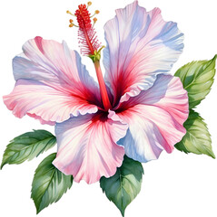 Watercolor painting of Rose of Sharon (Hibiscus syriacus) flower.