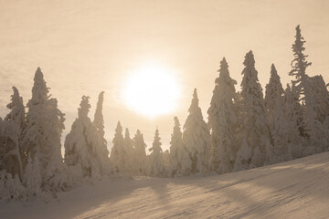 Winter wonderland. Enchanting Winter Majesty: Sun-Drenched Snow-Covered Trees at Beautiful Sunset - 760265901