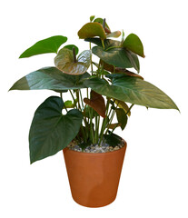 Green anthurium plants in pot. Houseplant isolated on transparent background
