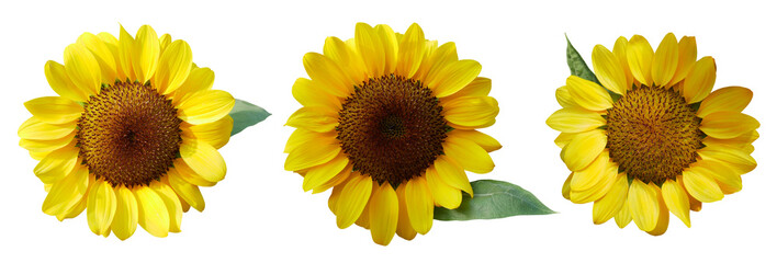 Sunflower isolated on transparent background - 760266554