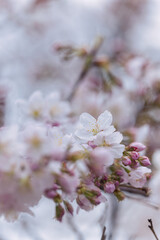 アップの桜