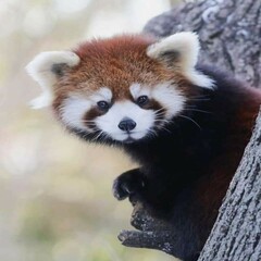 red panda in tree pattern halloween christmas pumkin USA Russia Malaysia turkiye oman india china...