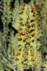 Euphorbia grandicornis  is a succulent plant  native to the KwaZulu-Natal province of South Africa...