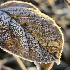 The detailed pattern of frost on a leaf captured in the cold light of morning