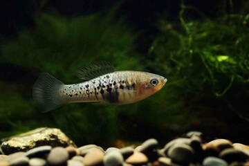 wild Xiphophorus variatus from Rio Coacuilco in Mexico	