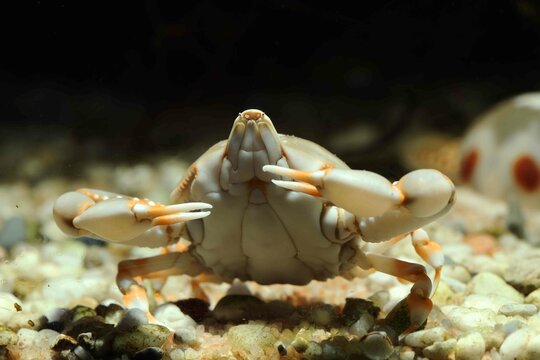 Marine Pebble Crab (Leucosia longifrons)