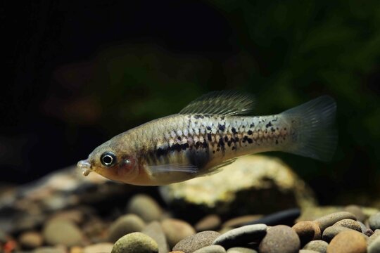 Rare wild Xiphophorus variatus from Rio Coacuilco in Mexico