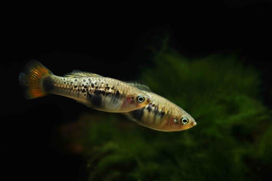 Rare wild Xiphophorus variatus from Rio Coacuilco in Mexico