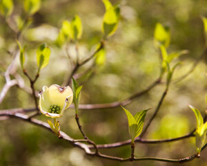 Dreamy single dogwood blossom on green feathery branches branches with soft beautiful bokeh in background