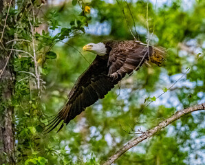 bald eagle looking over his meal