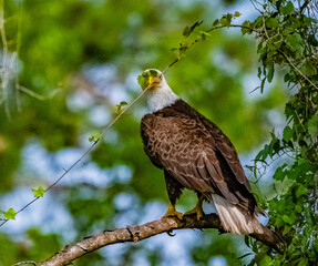 bald eagle looking over his meal