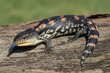 Australian Blotched or Southern Blue-tongue Lizard