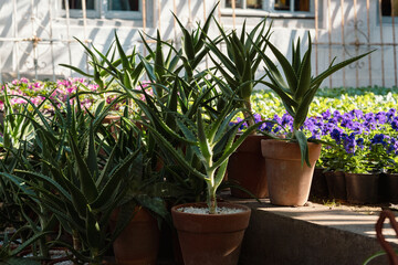 Fototapeta na wymiar A collection of aloe vera plants basks in the sunlight, housed in terracotta pots amidst a vibrant bed of purple pansies. The contrasting green and purple hues create a tranquil and refreshing urban