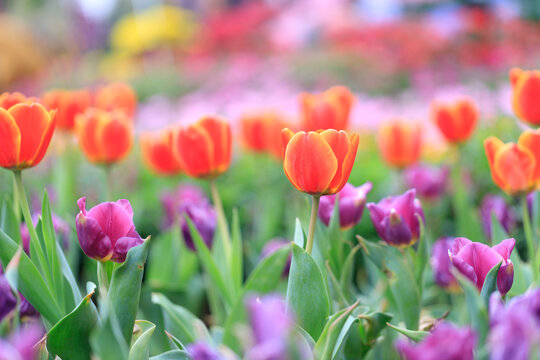 Radiant Tulipa Gesneriana: A Kaleidoscope of Spring’s Finest Blooms