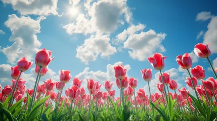 Foto op Canvas A field of tulips beneath a sky filled with fluffy clouds,  creating a vibrant and cheerful natural backdrop © basketman23