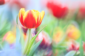 A Symphony of Colors: Tulipa Gesneriana’s Springtime Splendor