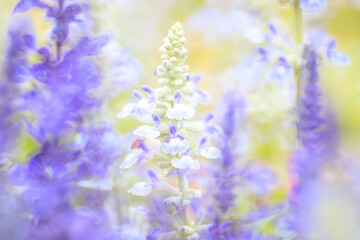Naklejka premium Salvia Farinacea’s Lavender Whispers: A Portrait of Serene Beauty