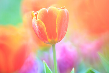 A Vibrant Bloom Tulipa Gesneriana Amidst a Colorful Garden