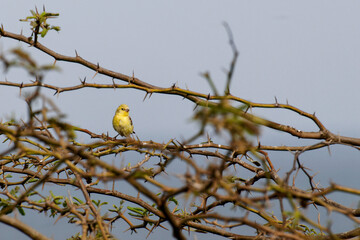 Passereau jaune perché sur un acacia