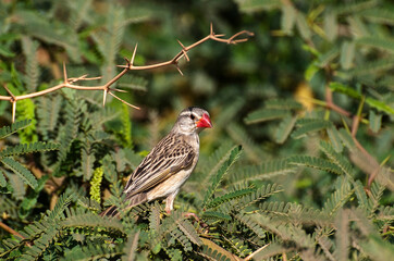 Travailleur à bec rouge perché sur une branche d'acacia
