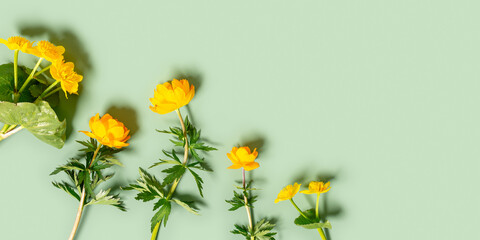 Bright Yellow spring flowers on pastel green background, top view fresh blooming wild peonies or...