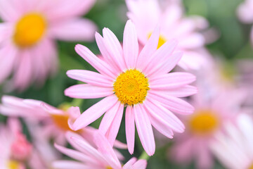 Delicate Pink Bellis Perennis in Spring’s Embrace © Bossa Art