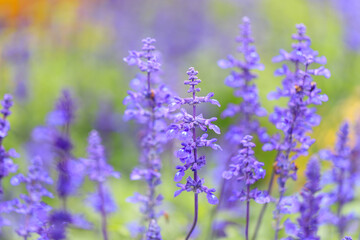 Obraz premium Salvia farinacea: Mealy Sage’s Purple Hues