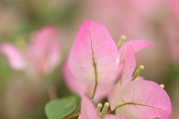 Blossoming Beauty: A Close-Up of Pink Bougainvillea Blooms
