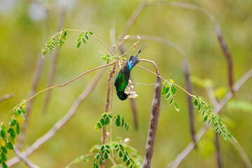 Souimanga à longue queue