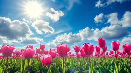Fotobehang A field of tulips beneath a sky filled with fluffy clouds,  creating a vibrant and cheerful natural backdrop © basketman23