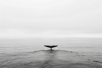 a whale tail is visible in the water - obrazy, fototapety, plakaty