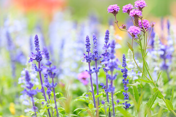 Salvia farinacea: Mealy Sage’s Purple Hues
